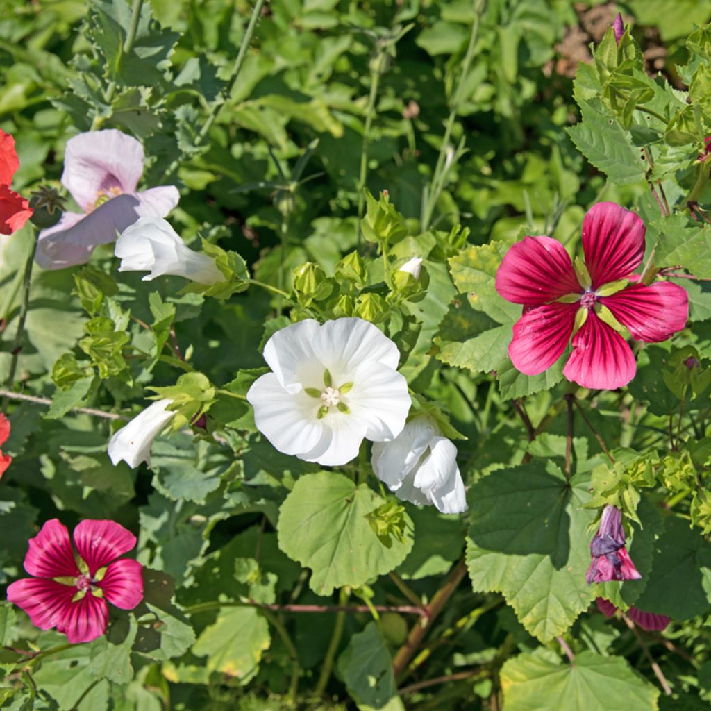 Malope trifida weisse (Samen)