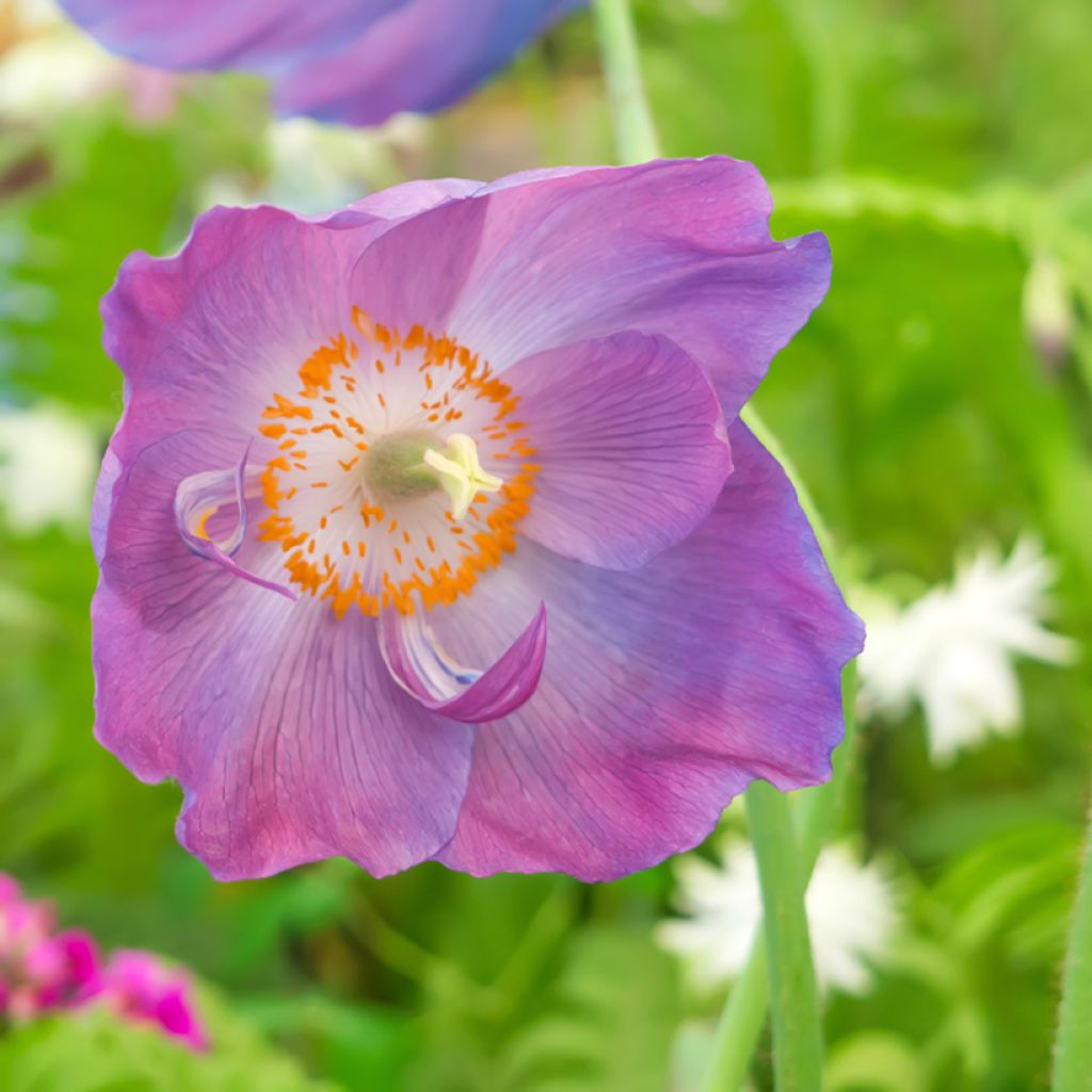 Meconopsis baileyi Hensol Violet (Samen) - Scheinmohn
