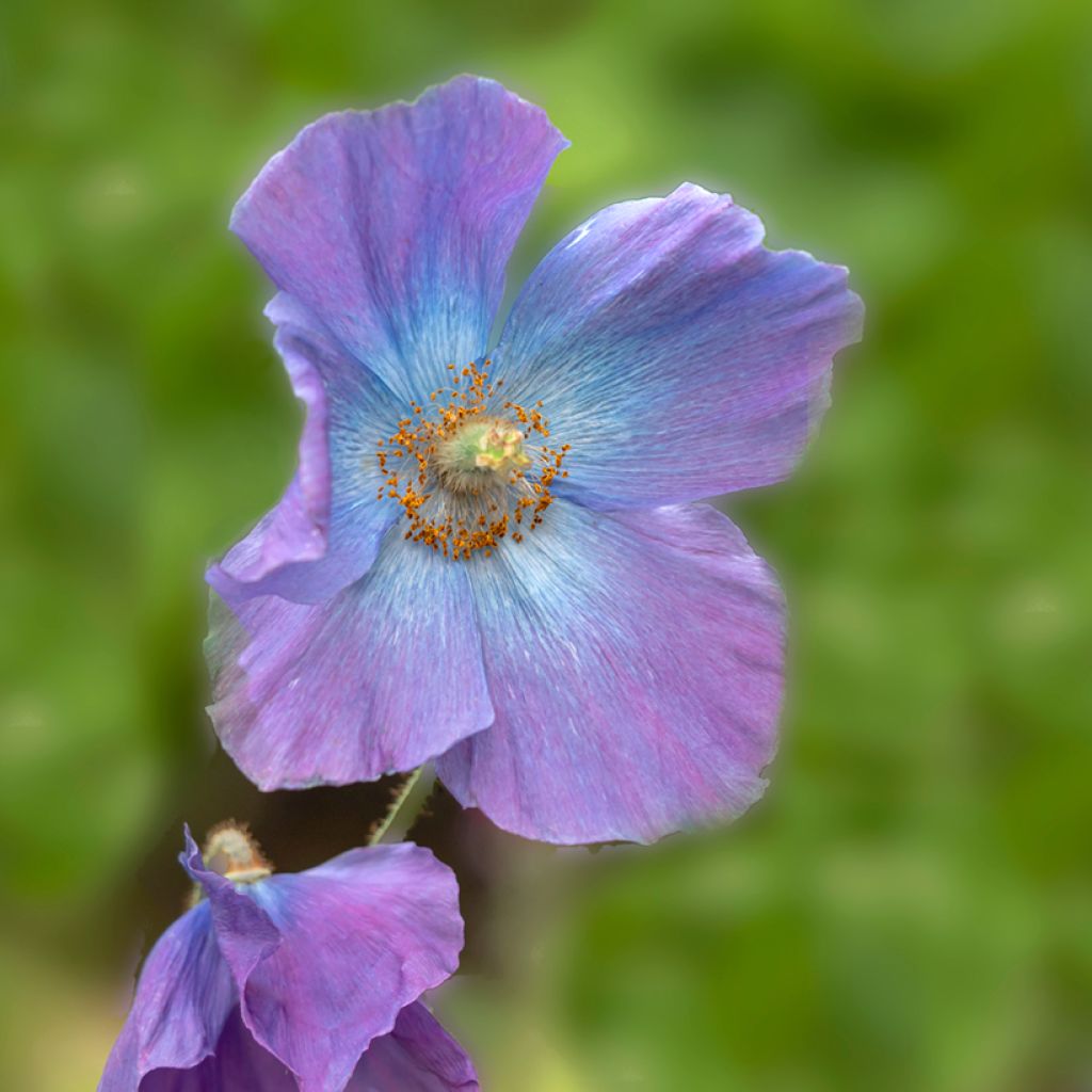 Meconopsis baileyi Hensol Violet (Samen) - Scheinmohn
