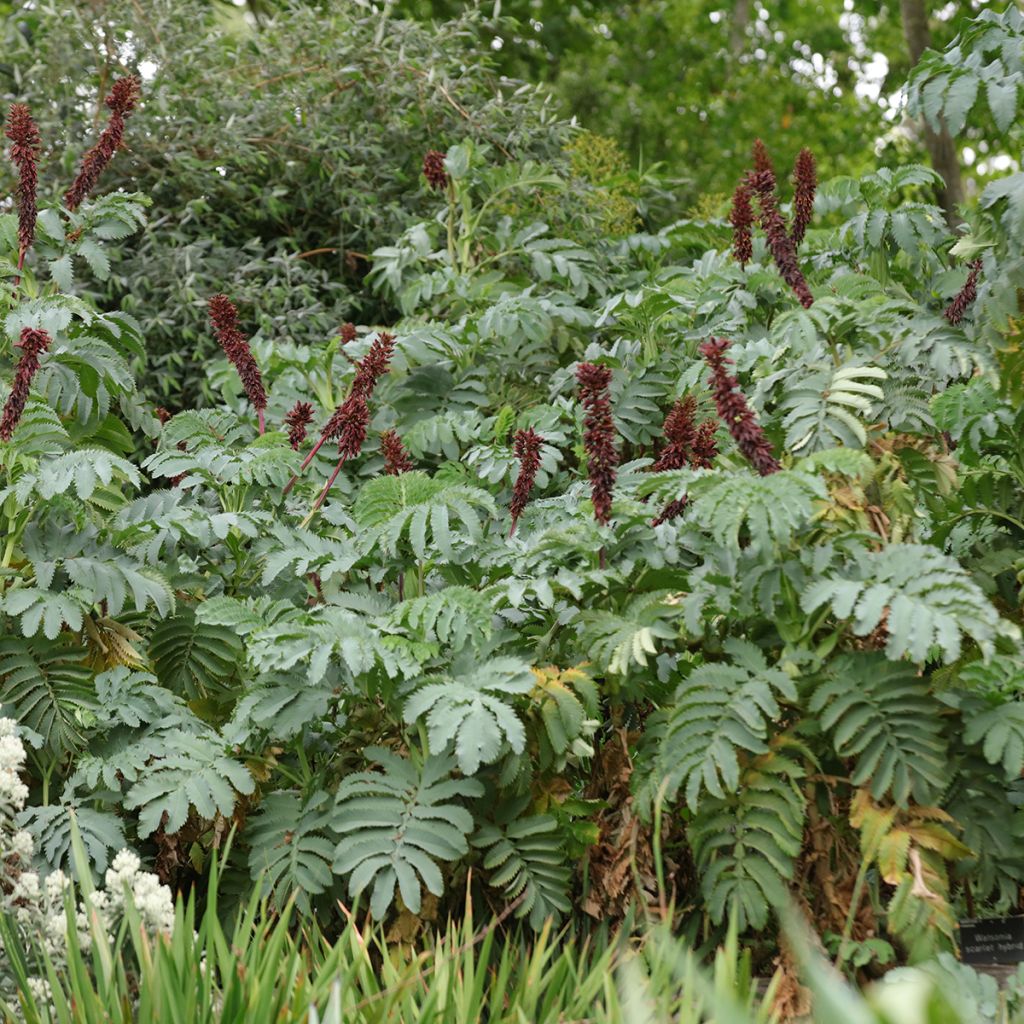 Melianthus major (Samen) - Honigstrauch