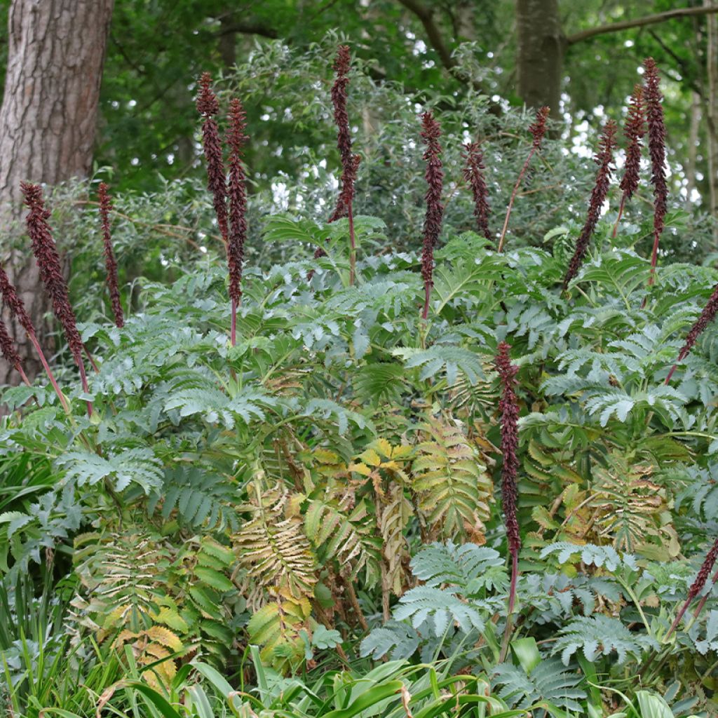 Melianthus major (Samen) - Honigstrauch