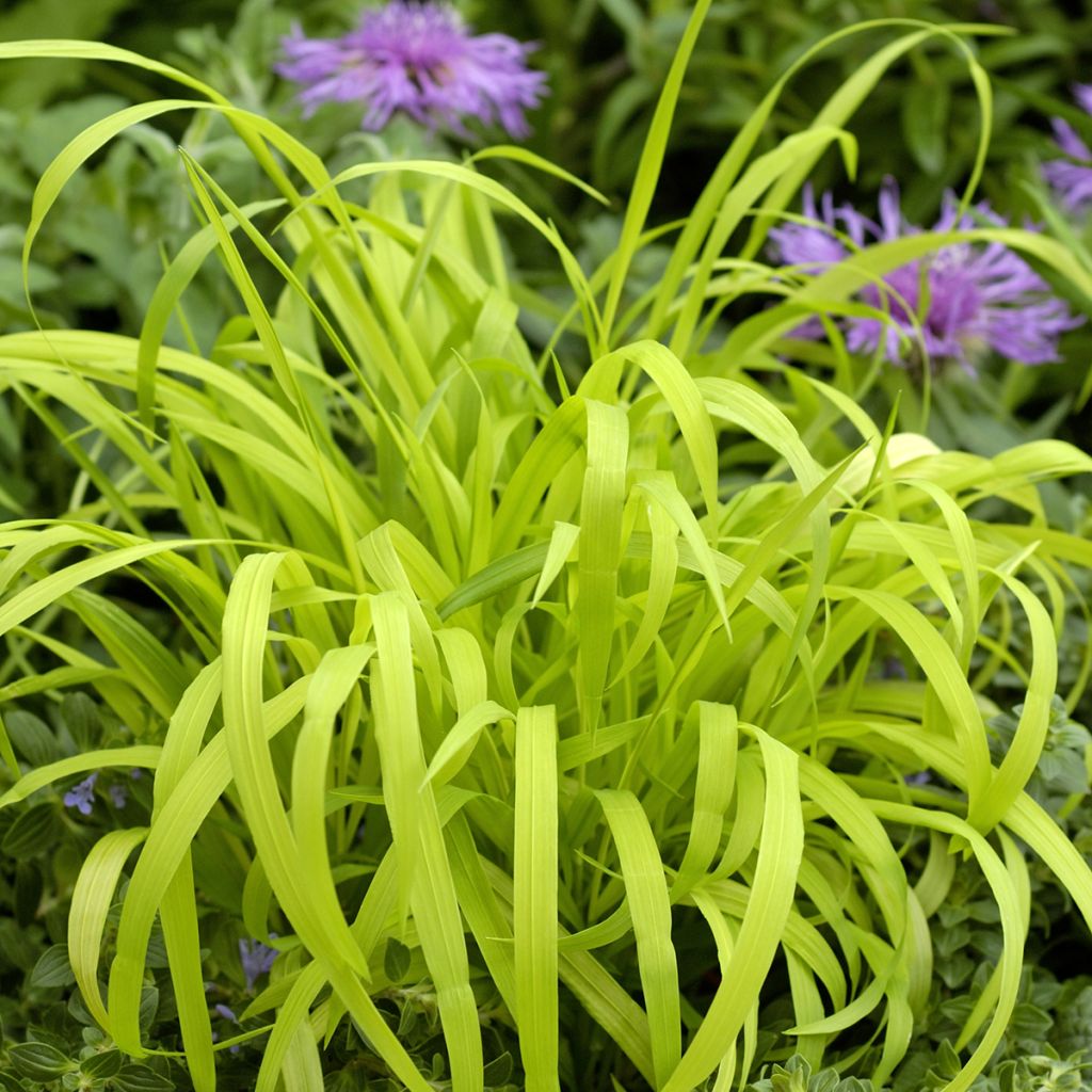 Milium effusum Aureum (Samen) - Flattergras