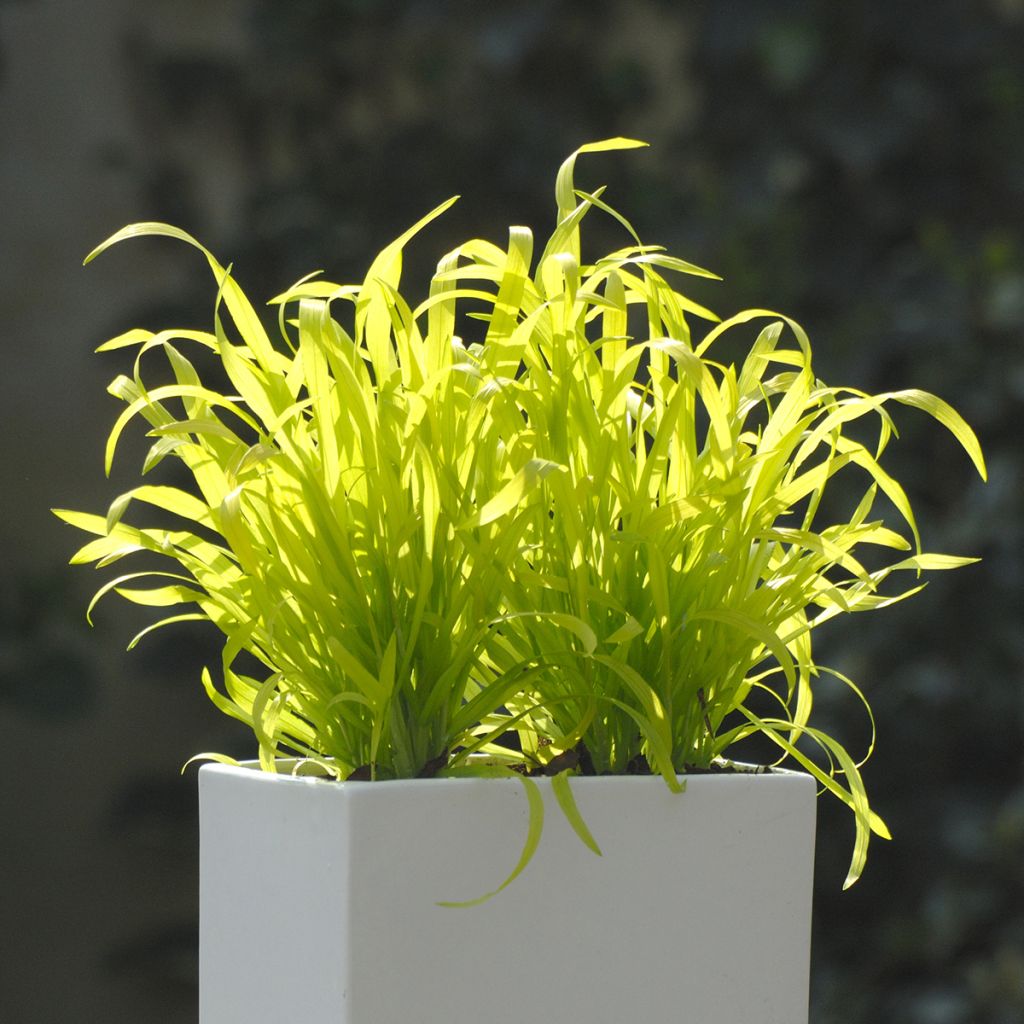 Milium effusum Aureum (Samen) - Flattergras