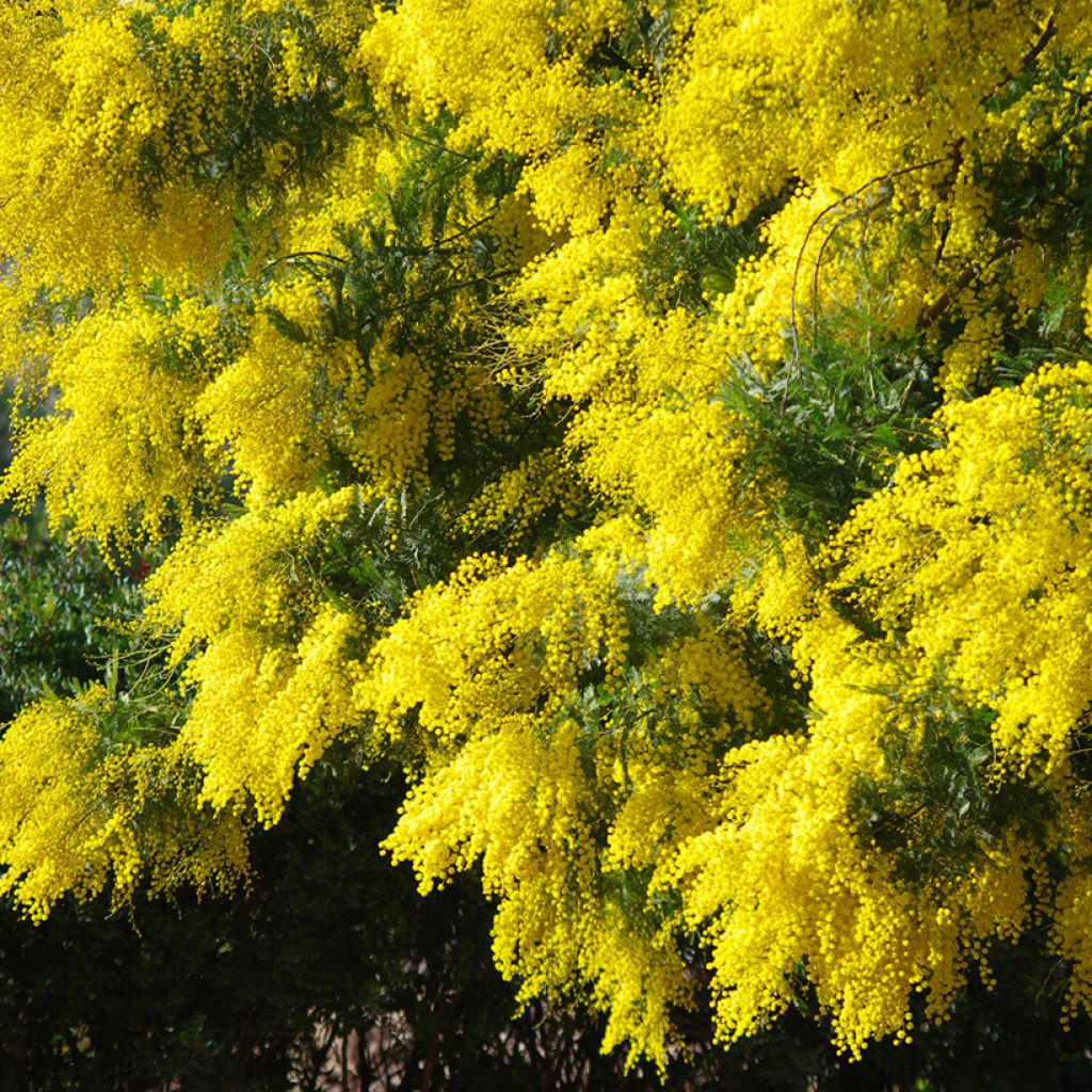 Acacia dealbata (Samen) - Silber-Akazie