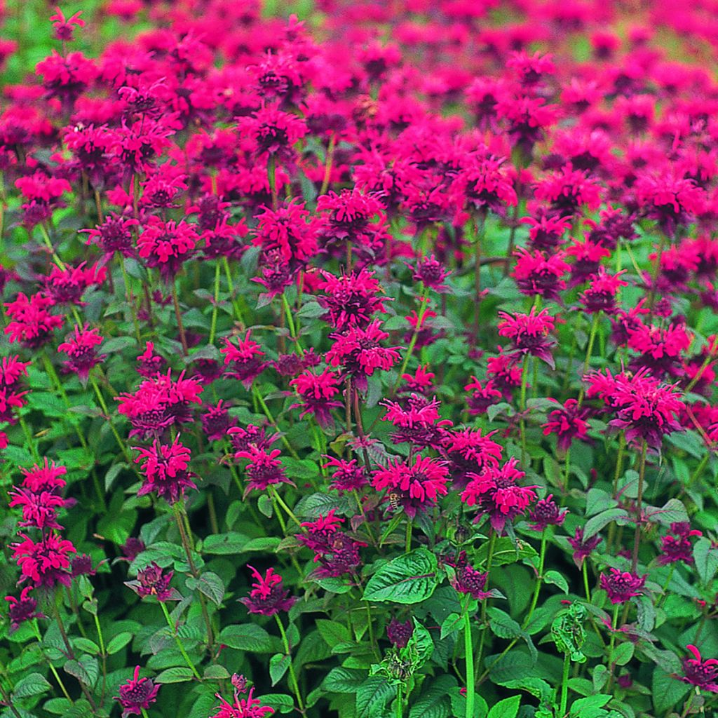 Monarda didyma Panorama Red Shades - Goldmelisse