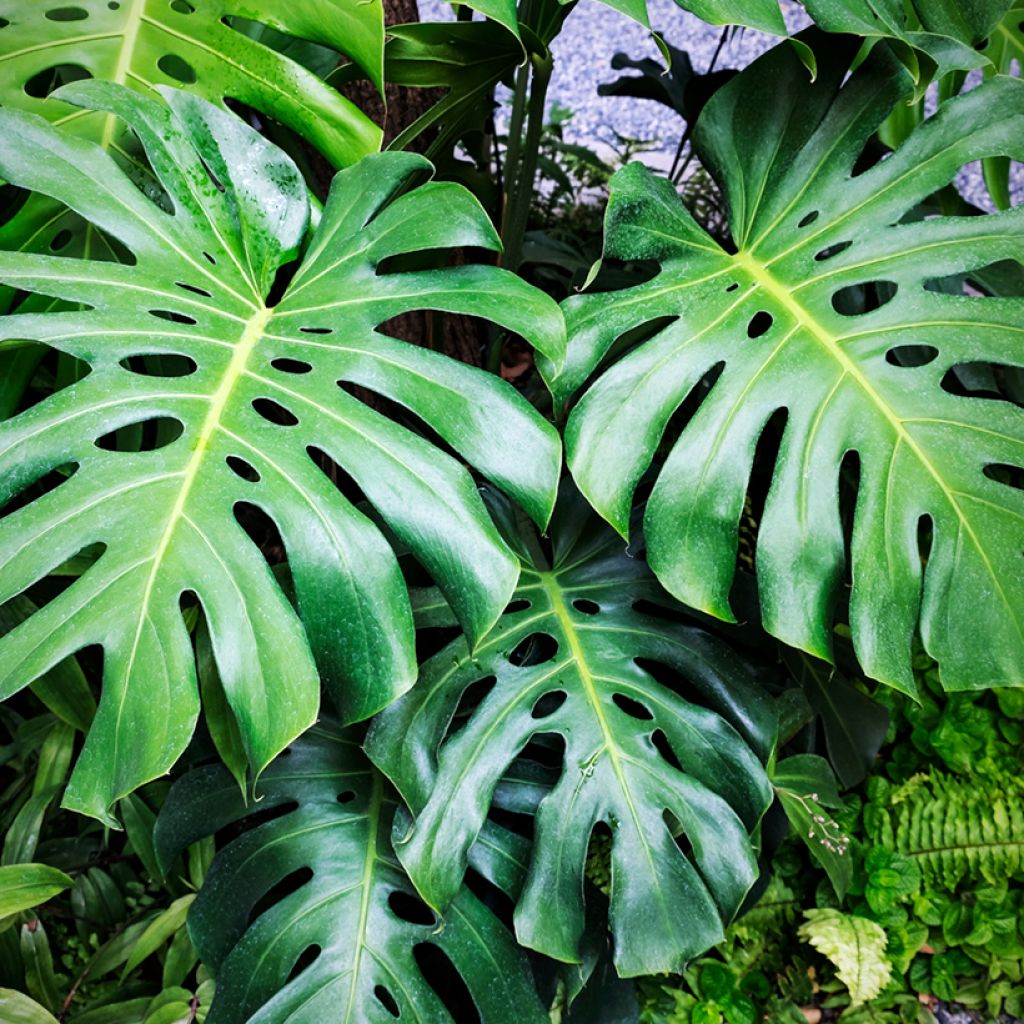 Monstera deliciosa (Samen) - Köstliches fensterblatt