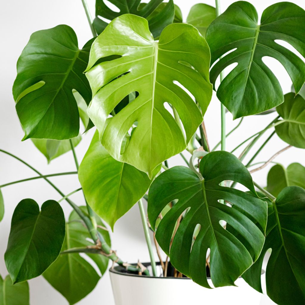 Monstera deliciosa (Samen) - Köstliches fensterblatt