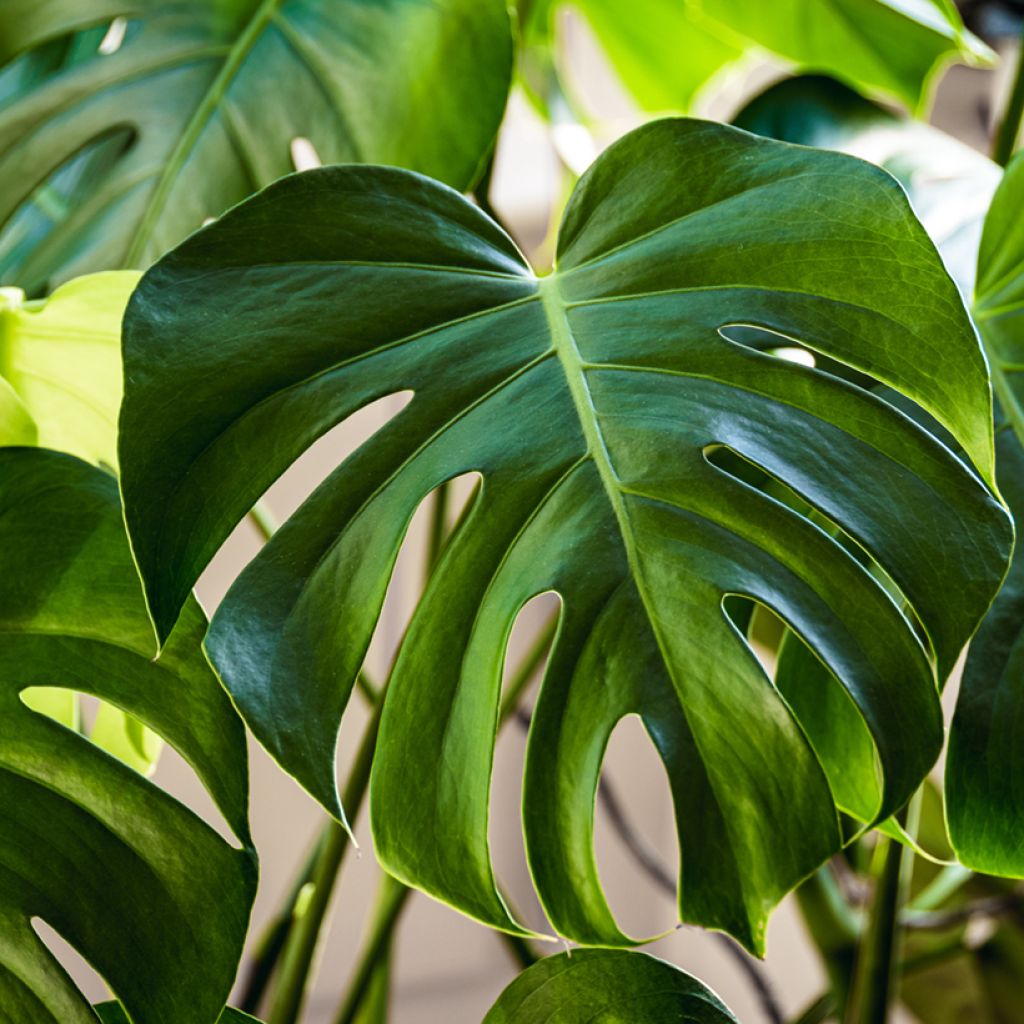 Monstera deliciosa (Samen) - Köstliches fensterblatt