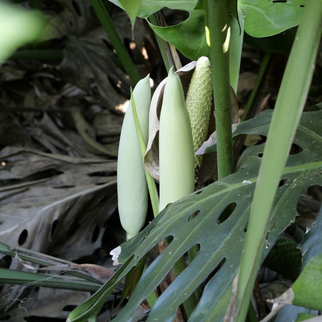Monstera deliciosa (Samen) - Köstliches fensterblatt
