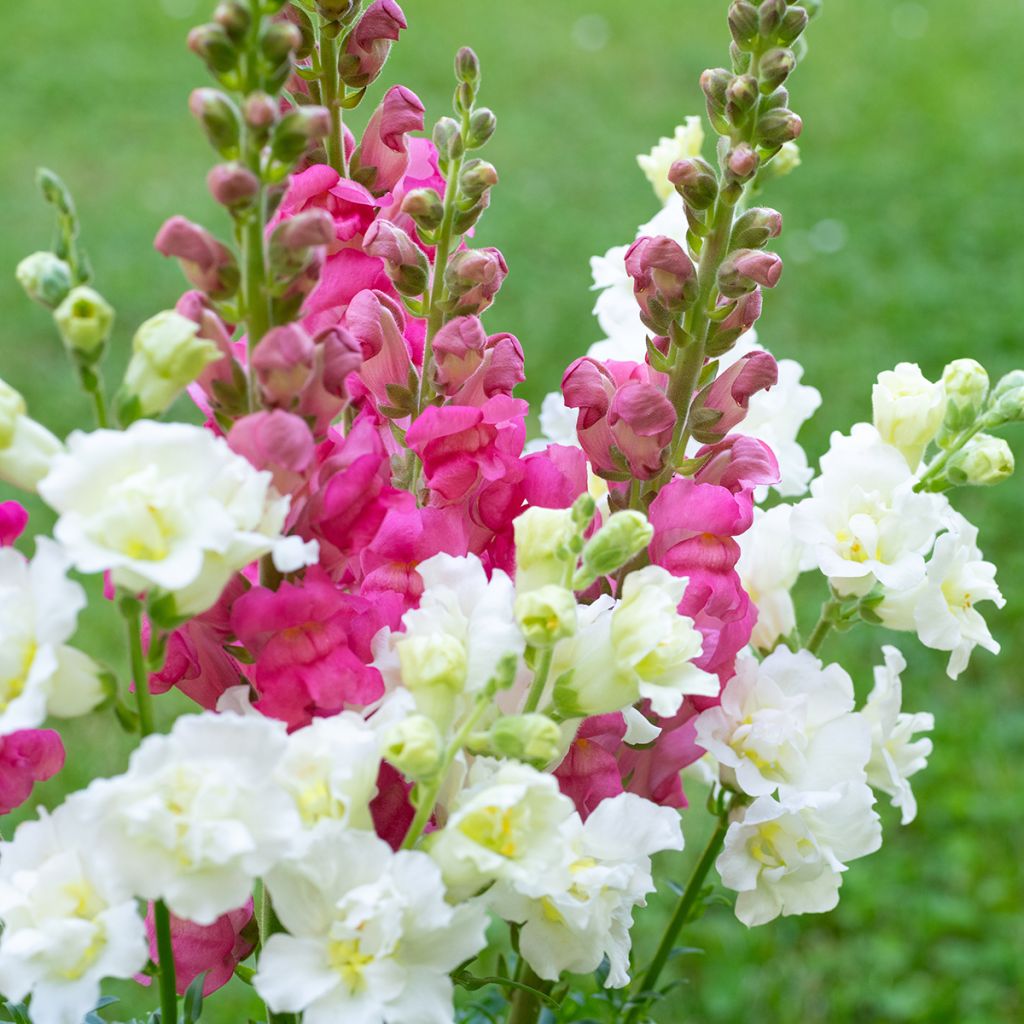 Löwenmäulchen Double Madame Butterfly Mixed (Samen) - Antirrhinum