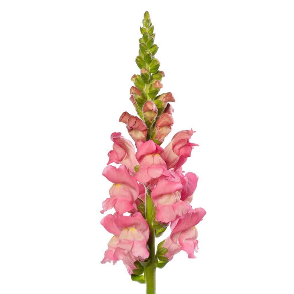Graines de Muflier F1 Avignon Cherry Rose II - Antirrhinum majus