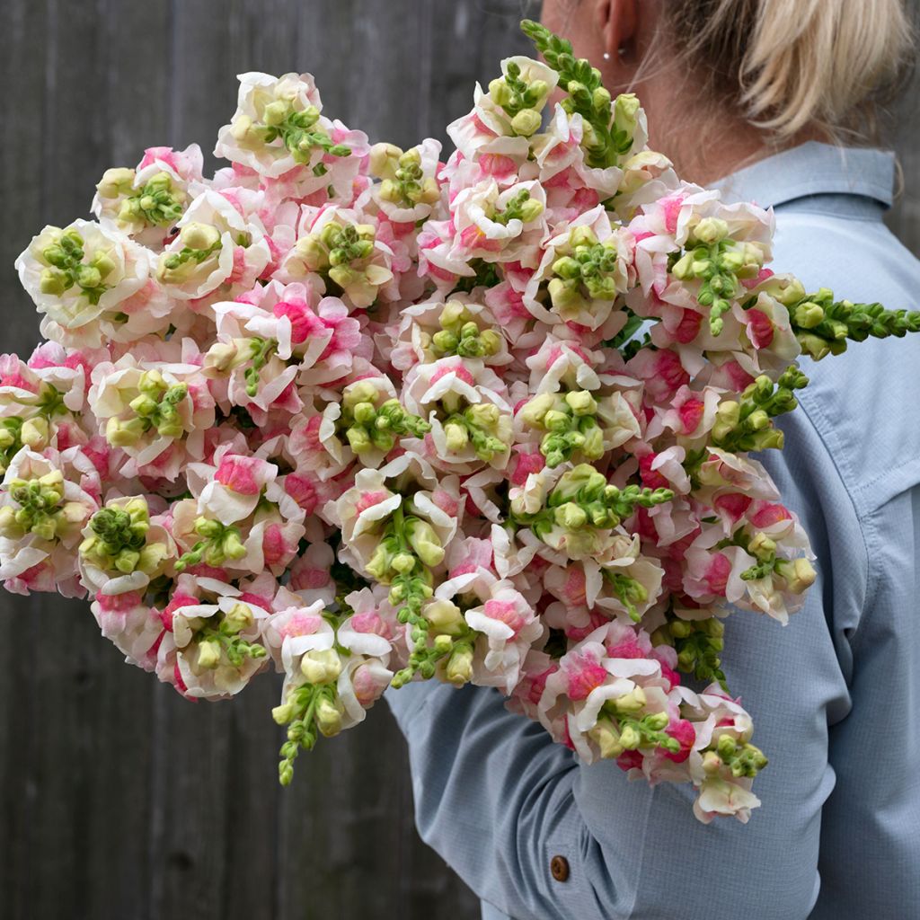 Löwenmäulchen Opus III/IV Appleblossom (Samen) - Antirrhinum