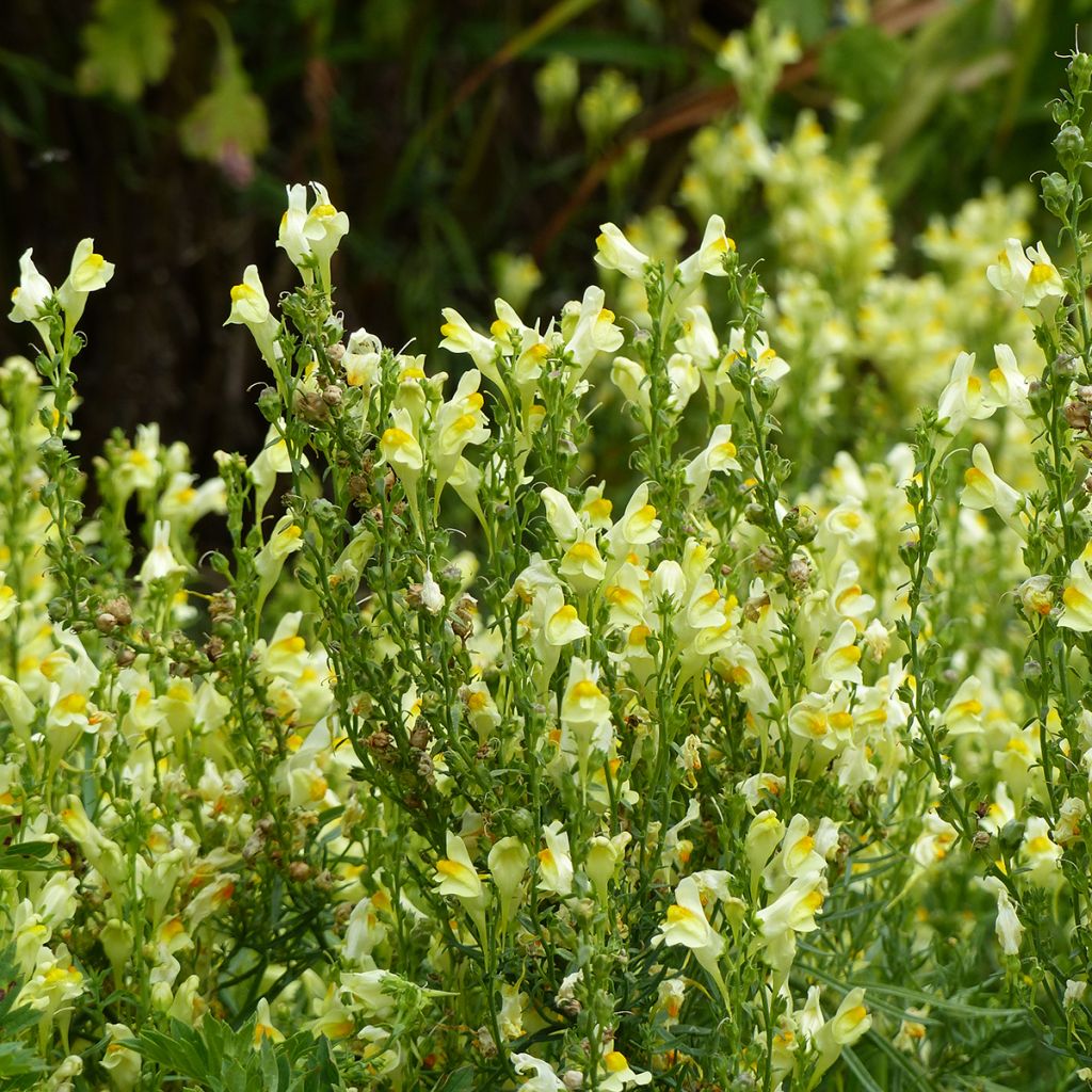 Löwenmäulchen Lemon Sherbet (Samen) - Antirrhinum