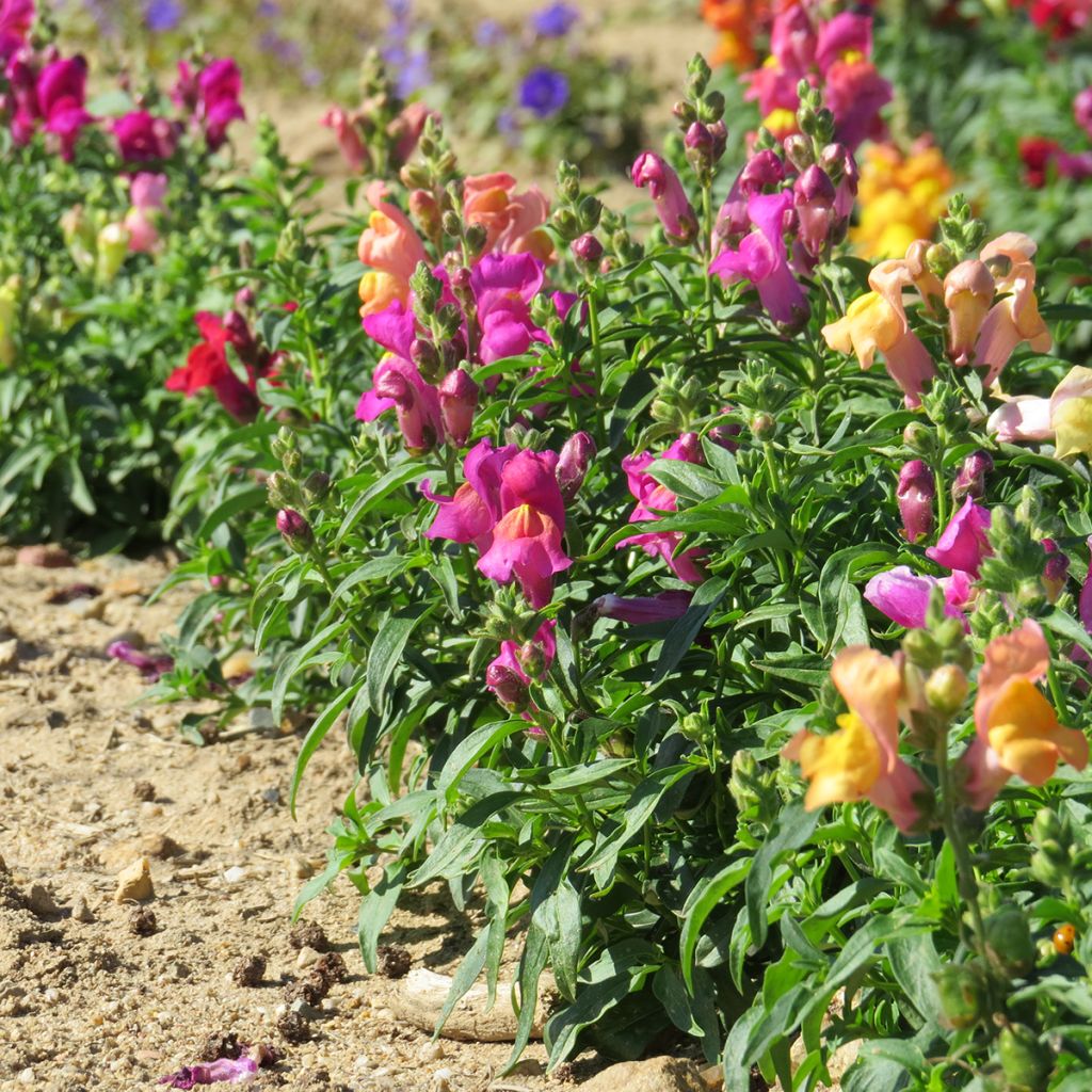 Löwenmäulchen Magic Carpet Mix (Samen) - Antirrhinum