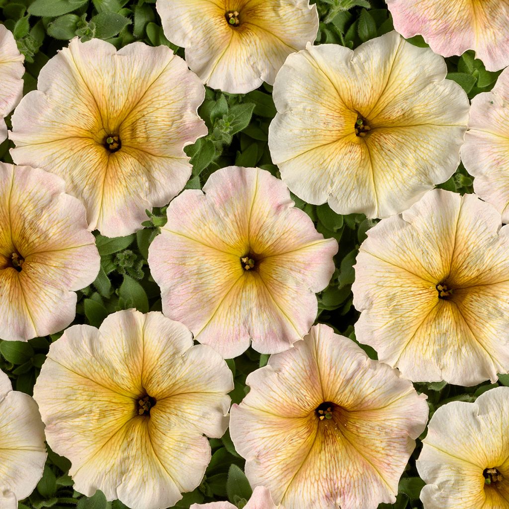 Petunia Ingrid F1 (Pillierte Samen)