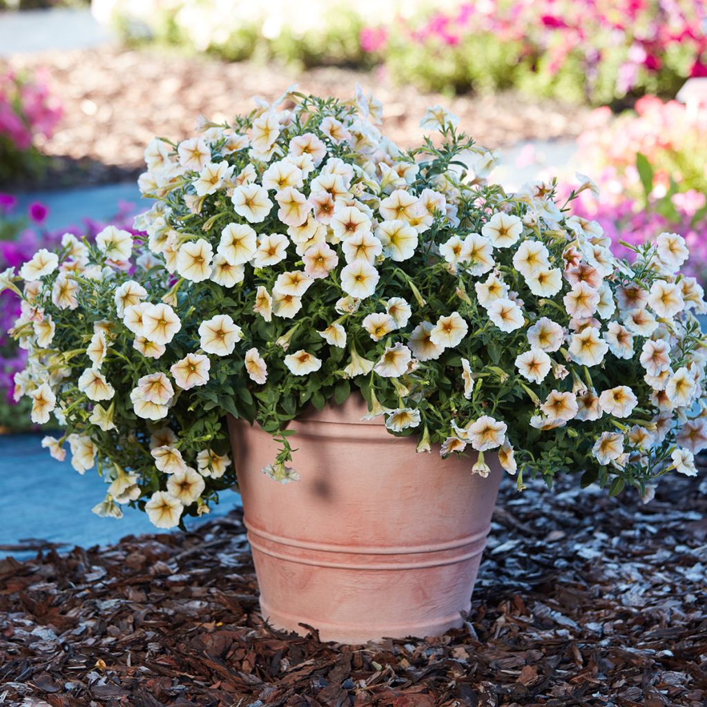 Petunia Ingrid F1 (Pillierte Samen)
