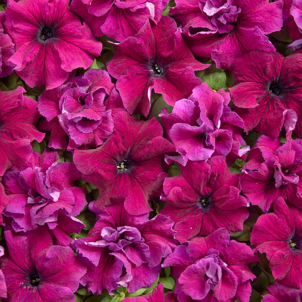 Petunia grandiflora Purple Dwarf (Pillierte Samen)