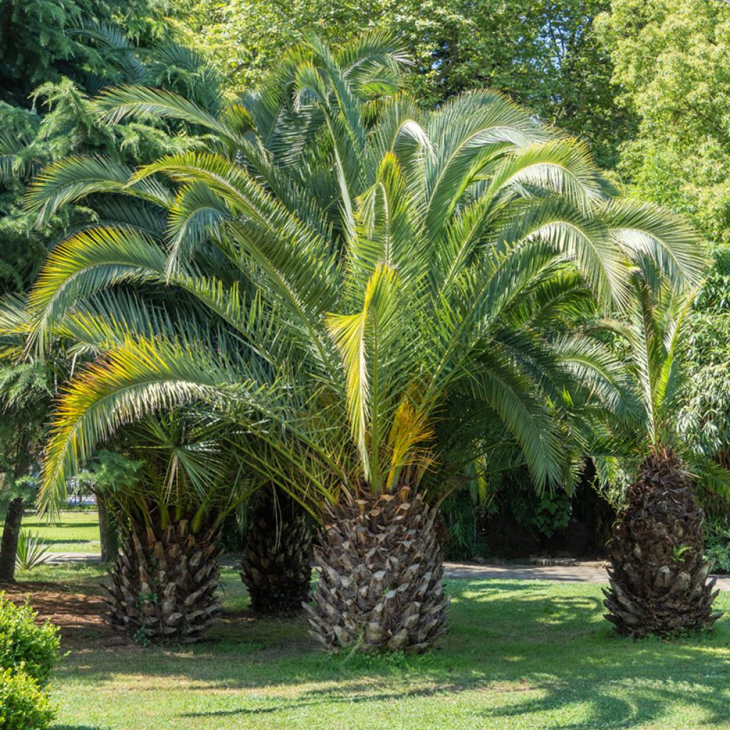 Butia capitata (Samen) - Butia-Palme