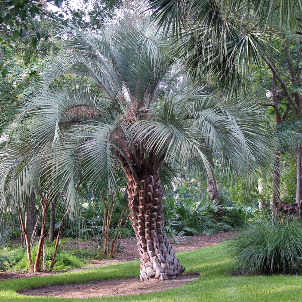 Butia capitata (Samen) - Butia-Palme