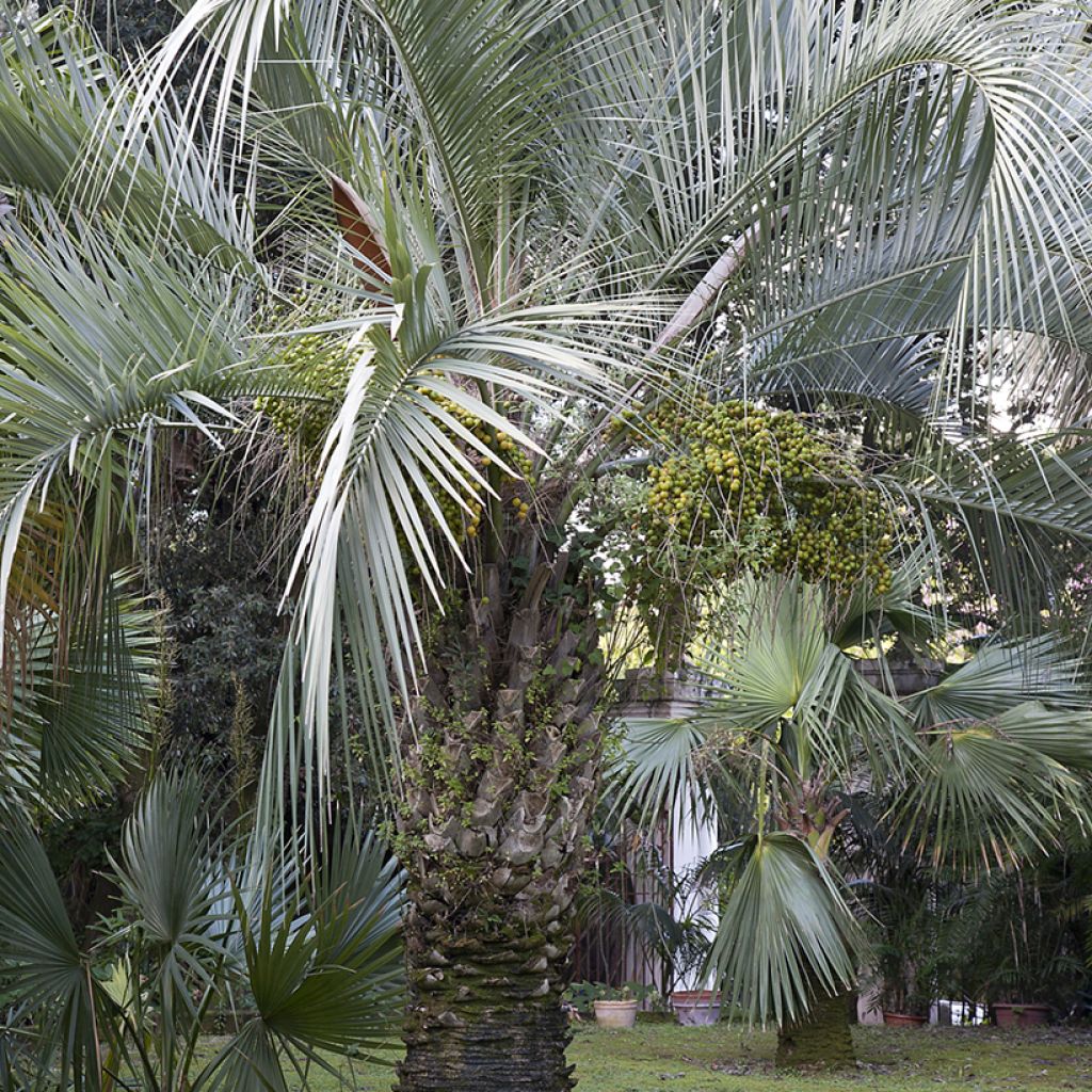 Butia capitata (Samen) - Butia-Palme