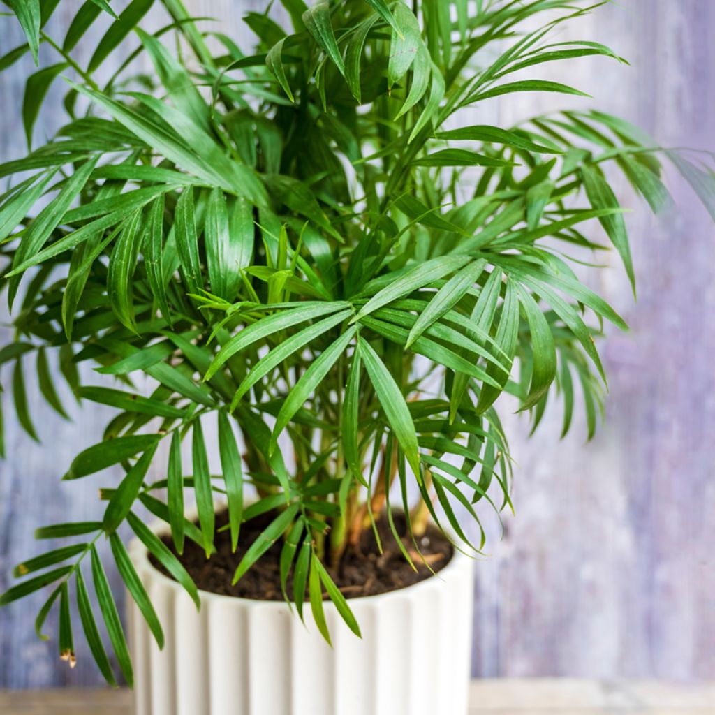 Mexikanische Bergpalme (Samen) - Chamaedorea elegans Collinea