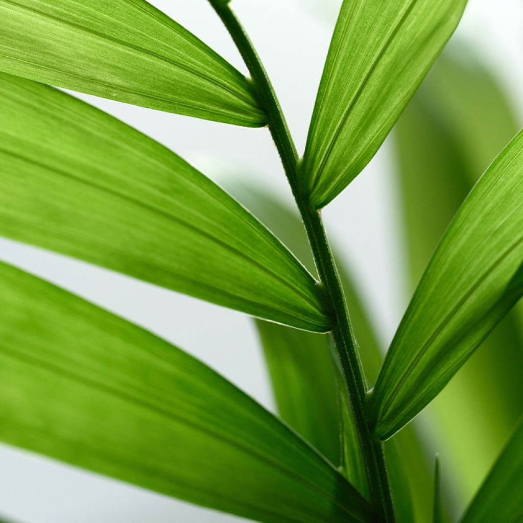 Mexikanische Bergpalme (Samen) - Chamaedorea elegans Collinea