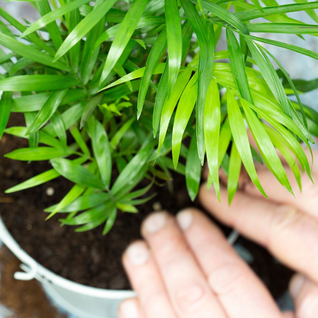 Mexikanische Bergpalme (Samen) - Chamaedorea elegans Collinea