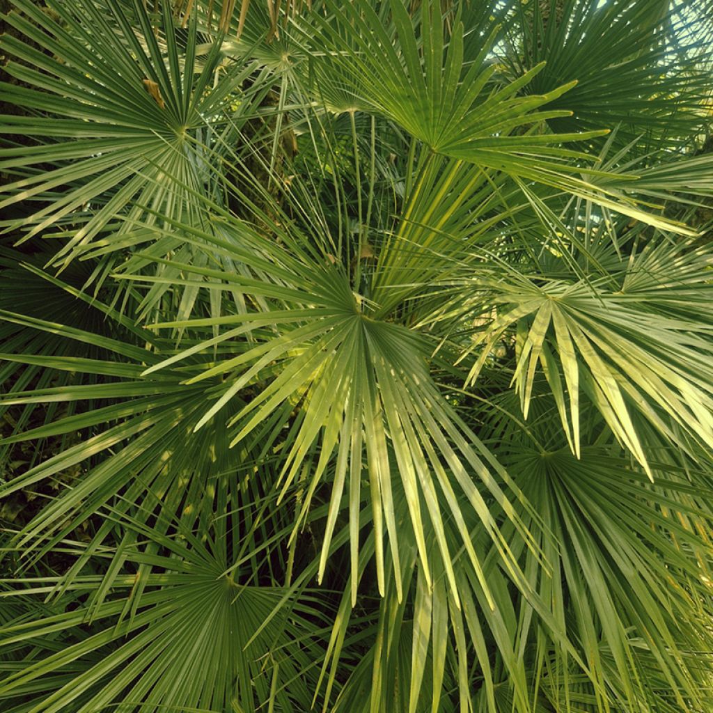 Chamaerops humilis (Samen) - Zwergpalme