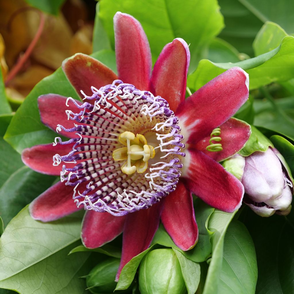 Riesen-Grenadille (Samen) - Passiflora quadrangularis