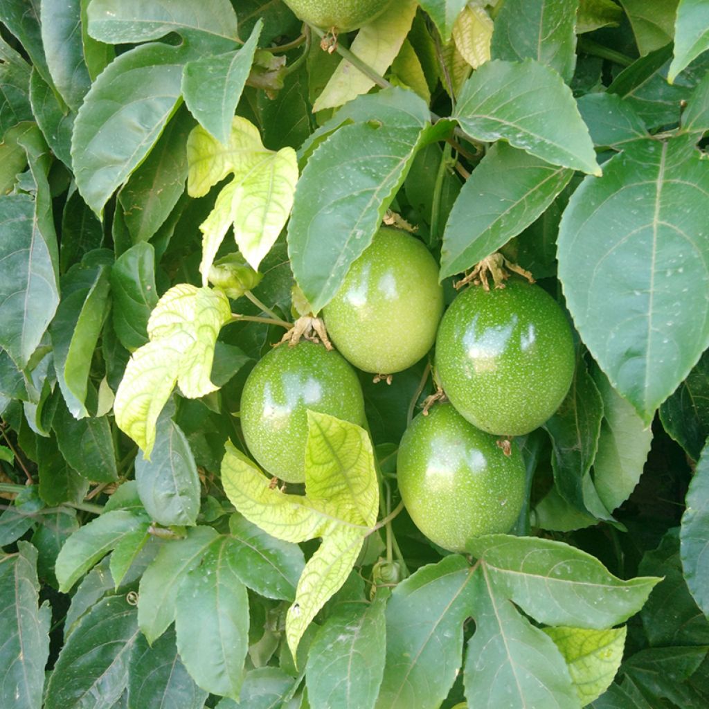 Riesen-Grenadille (Samen) - Passiflora quadrangularis