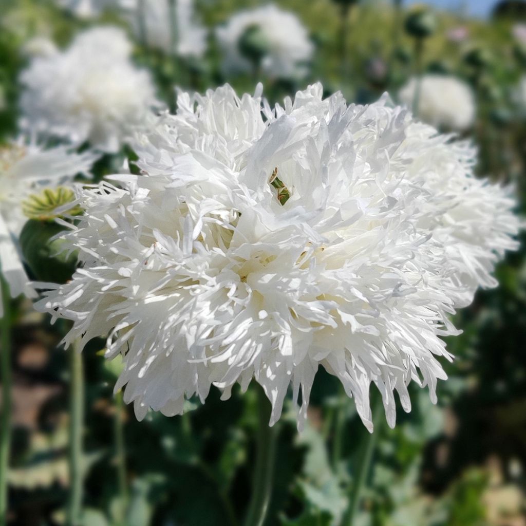 Schlafmohn White Swan (Samen) - Papaver somniferum