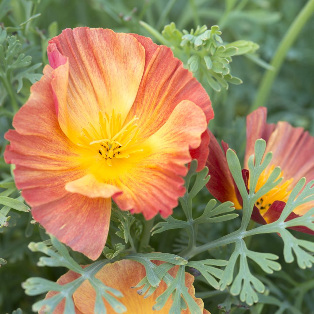 Goldmohn Thai Silk Apricot Chiffon (Samen) - Eschscholzia californica
