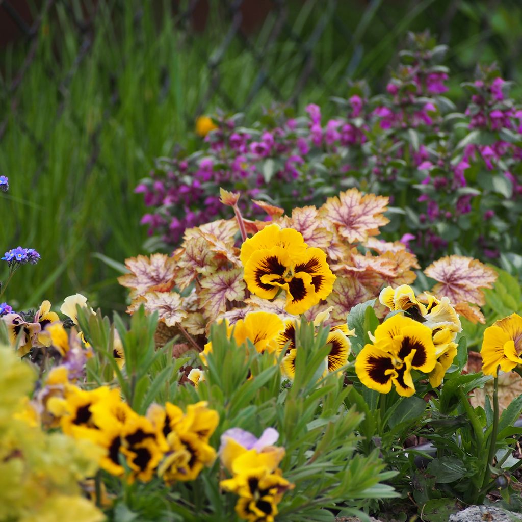 Stiefmütterchen Rococo (Samen)