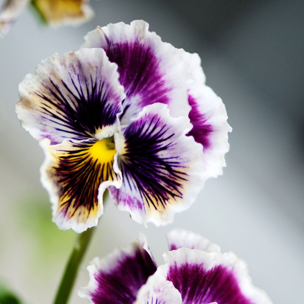 Stiefmütterchen Rococo (Samen)