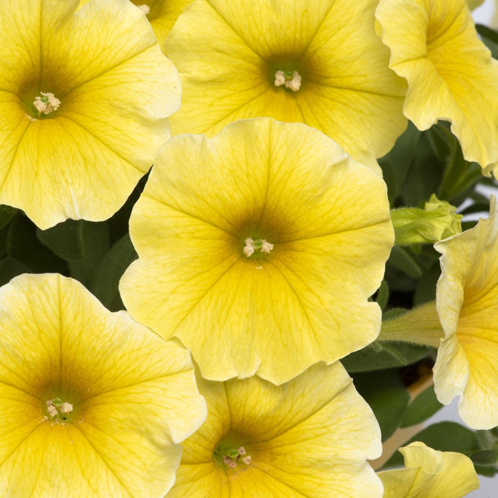 Petchoa Caliburst Yellow (Samen)