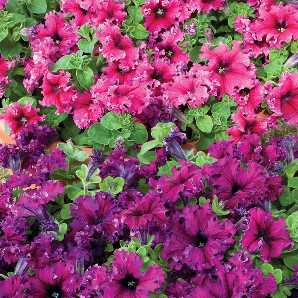 Petunia Espresso Frappé Mix (Samen)