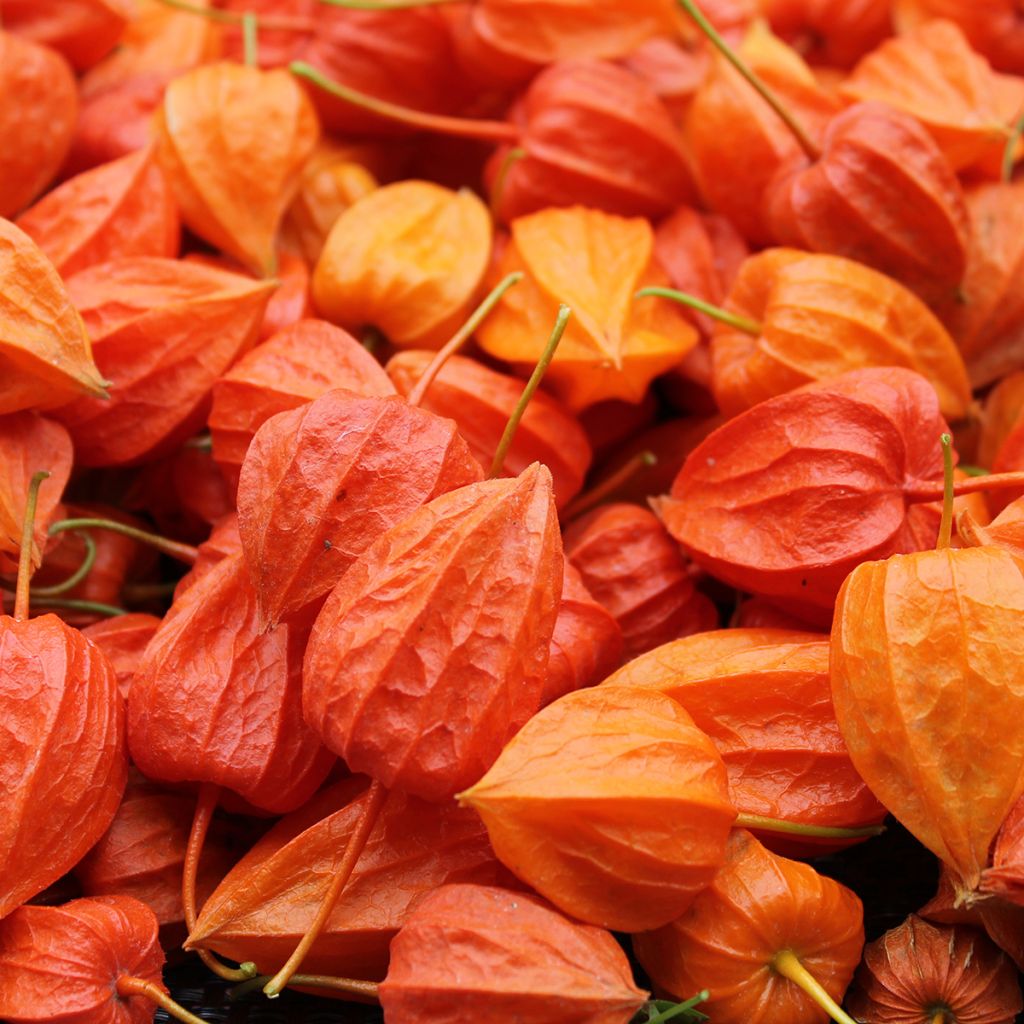 Lampionblume - Physalis alkekengi var. franchetii