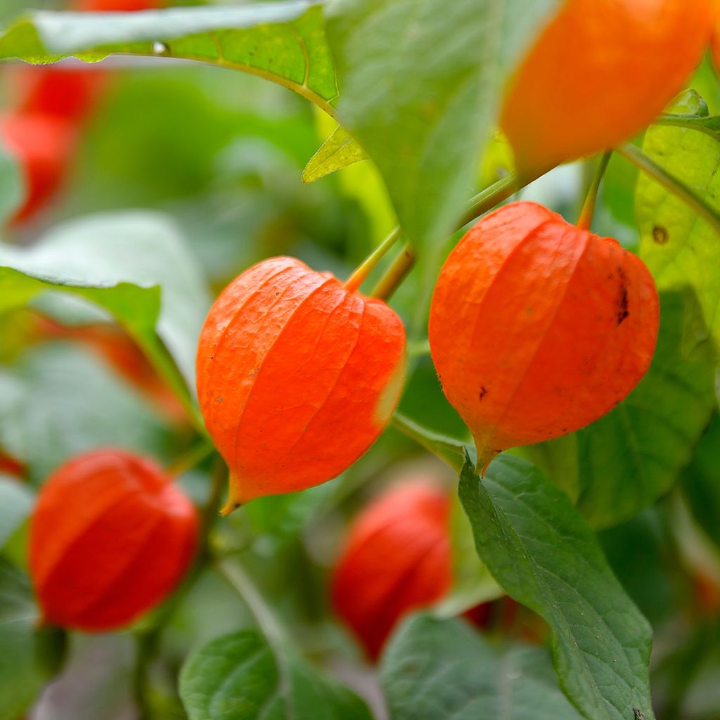 Lampionblume - Physalis alkekengi var. franchetii