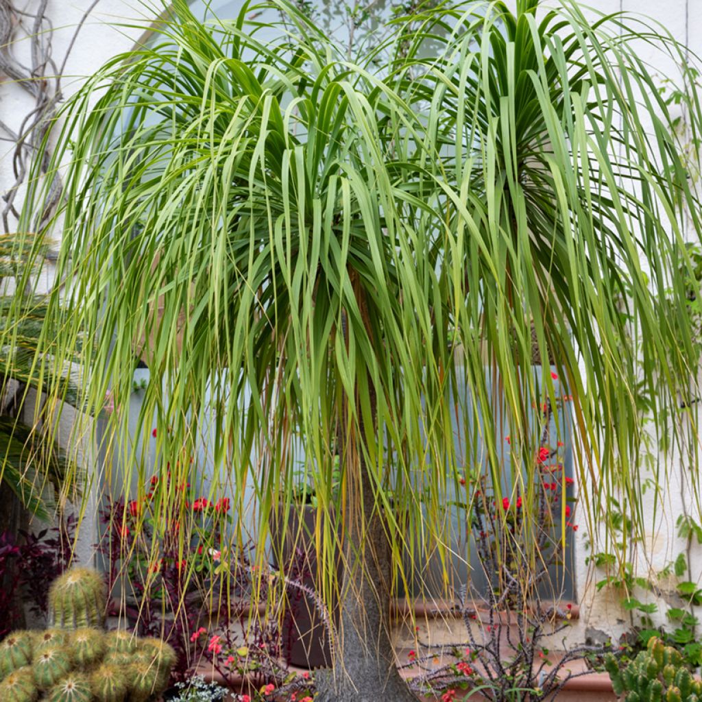 Beaucarnea recurvata (Samen) - Elefantennuss