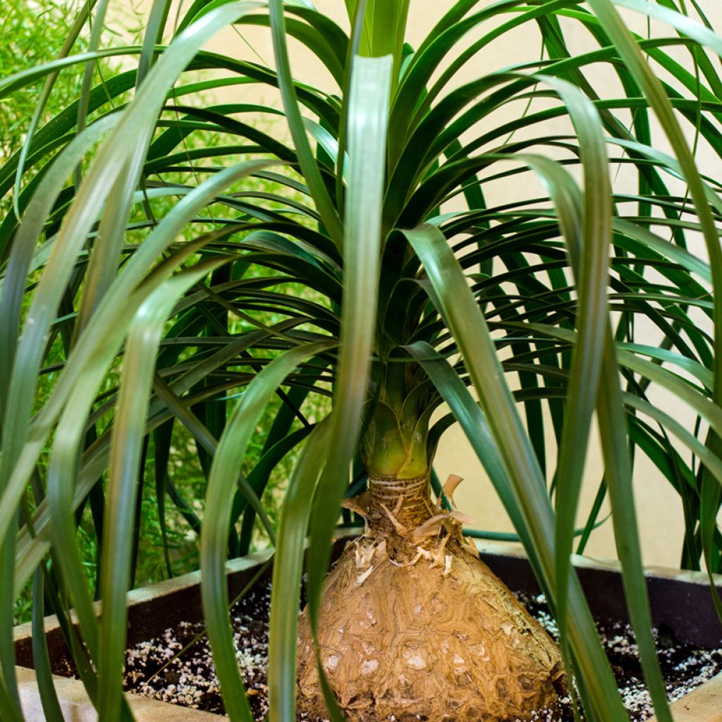 Beaucarnea recurvata (Samen) - Elefantennuss