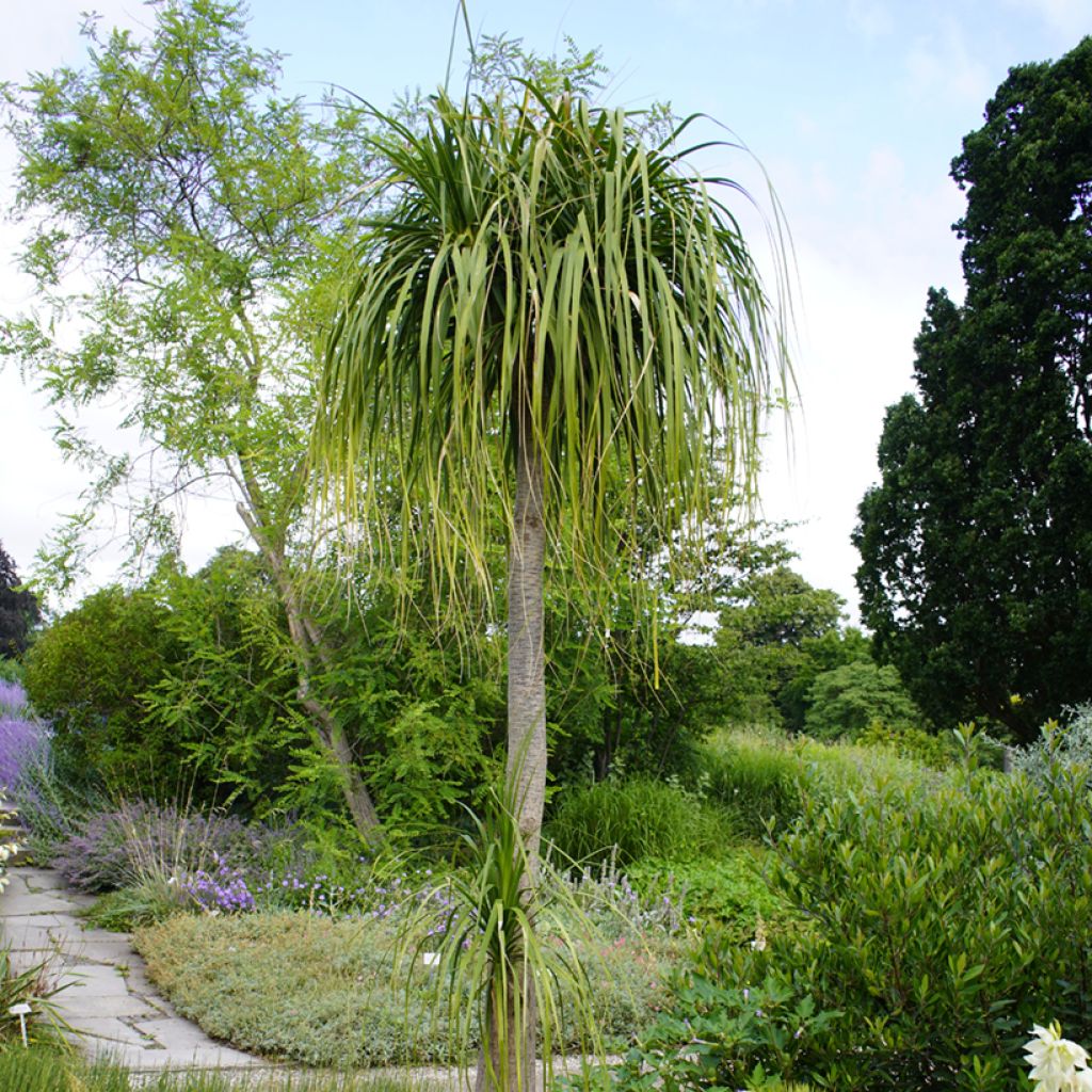 Beaucarnea recurvata (Samen) - Elefantennuss