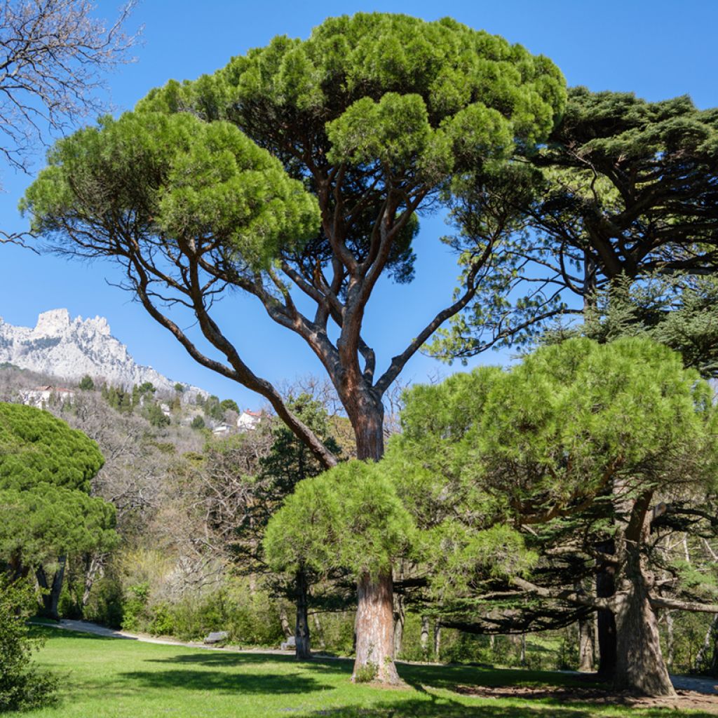 Pinus pinea (Samen) - Pinie