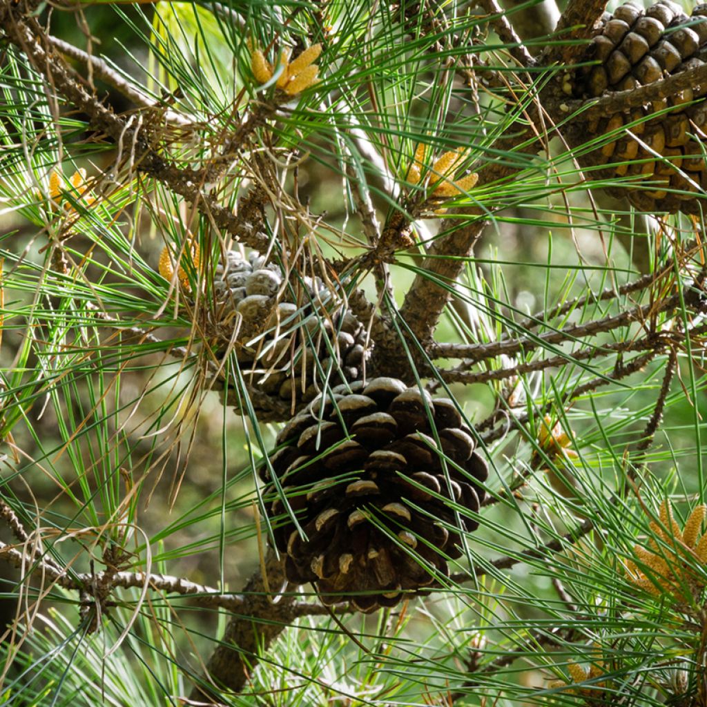 Pinus pinea (Samen) - Pinie