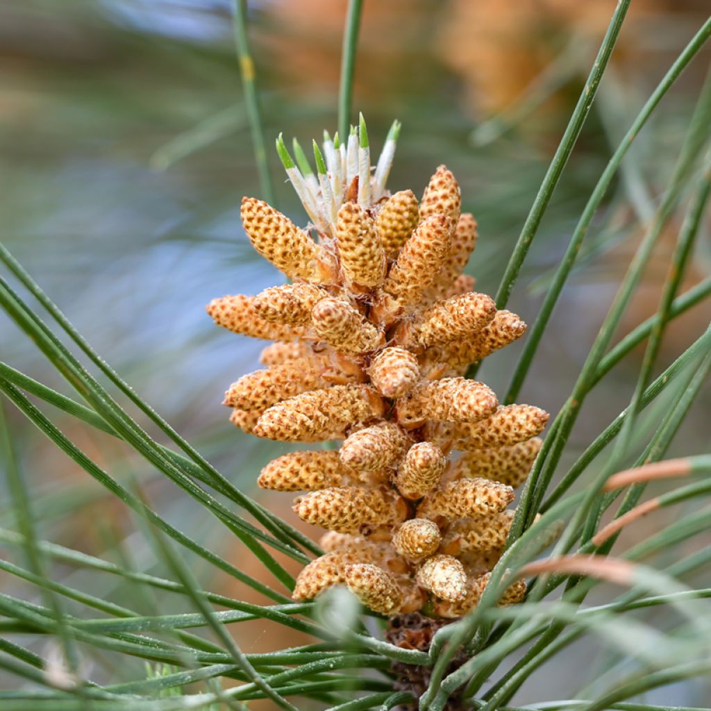 Pinus pinea (Samen) - Pinie