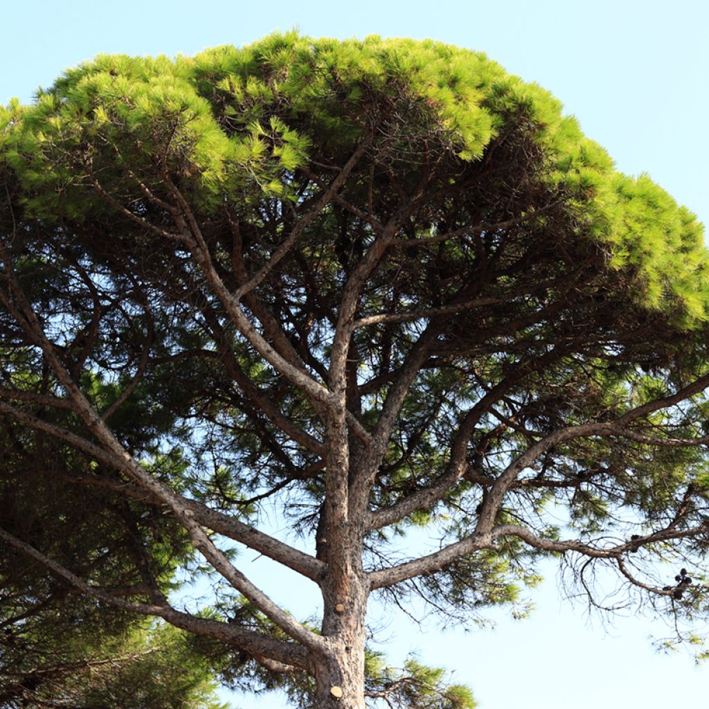 Pinus pinea (Samen) - Pinie