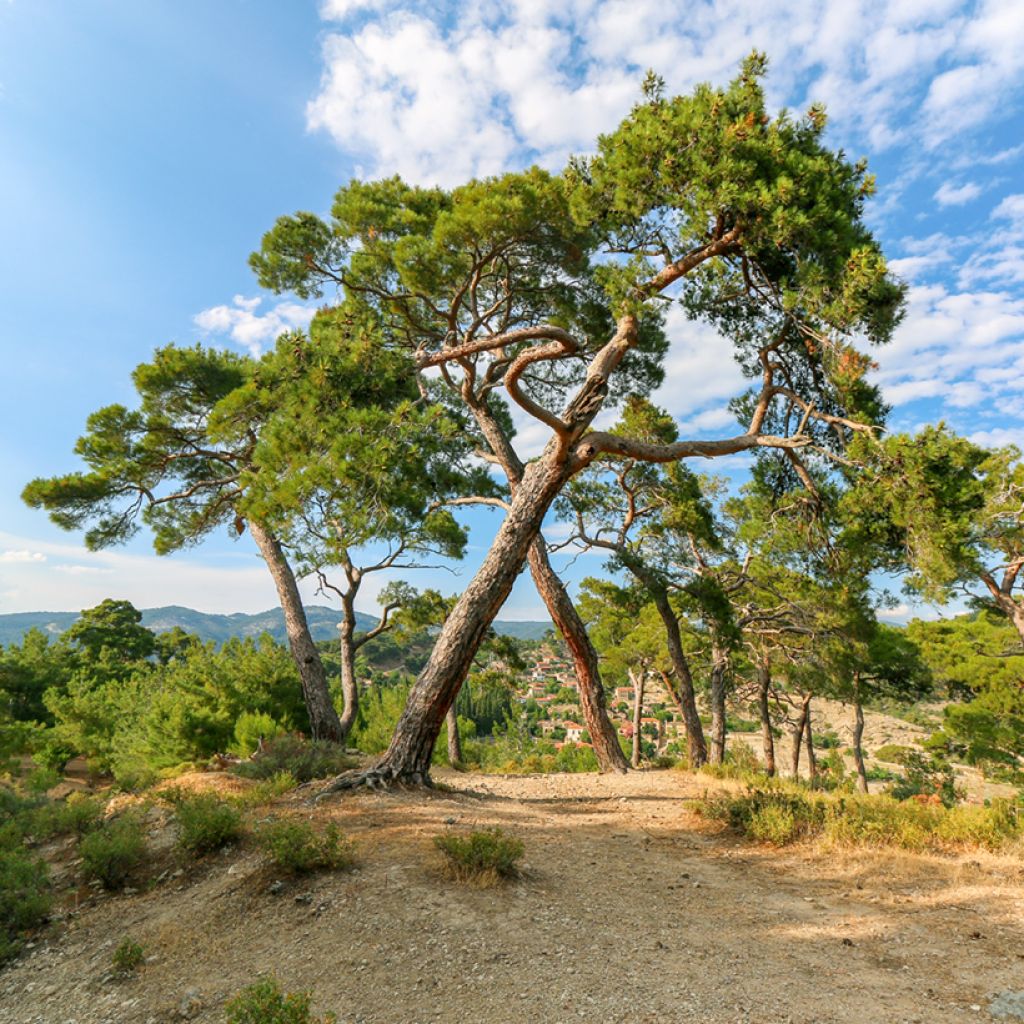 Pinus pinea (Samen) - Pinie