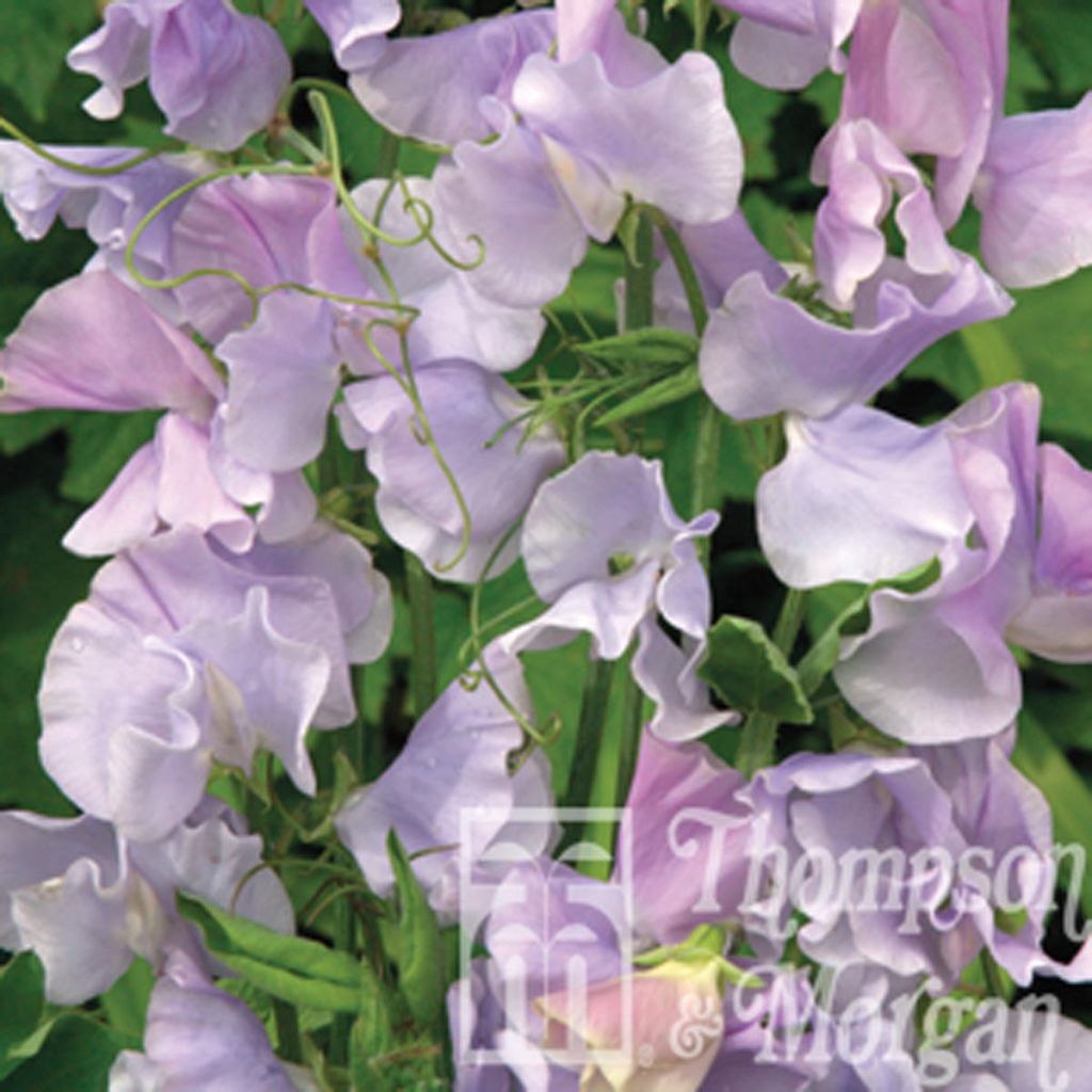 Duftwicke Ballerina Blue (Samen) - Lathyrus odoratus