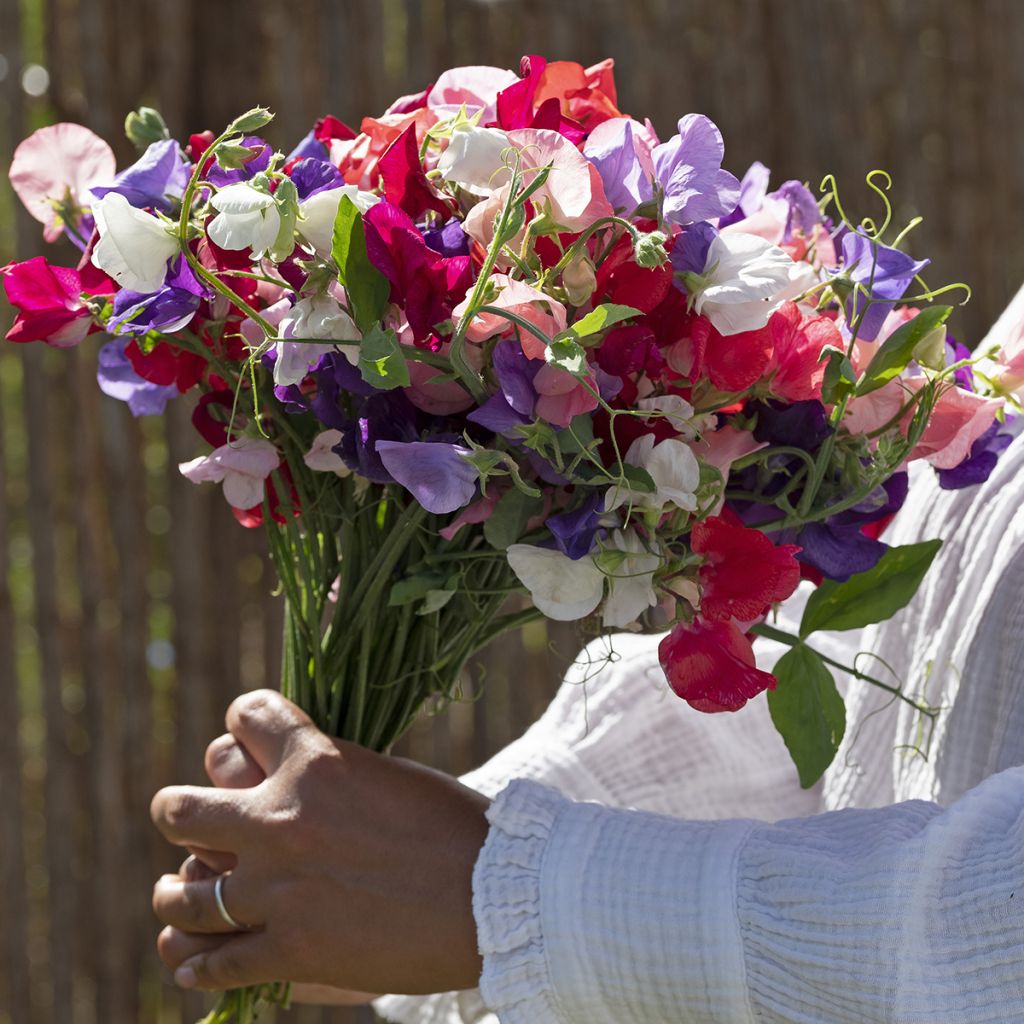 Duftwicke King Size Formula Mixture (Samen) - Lathyrus odoratus