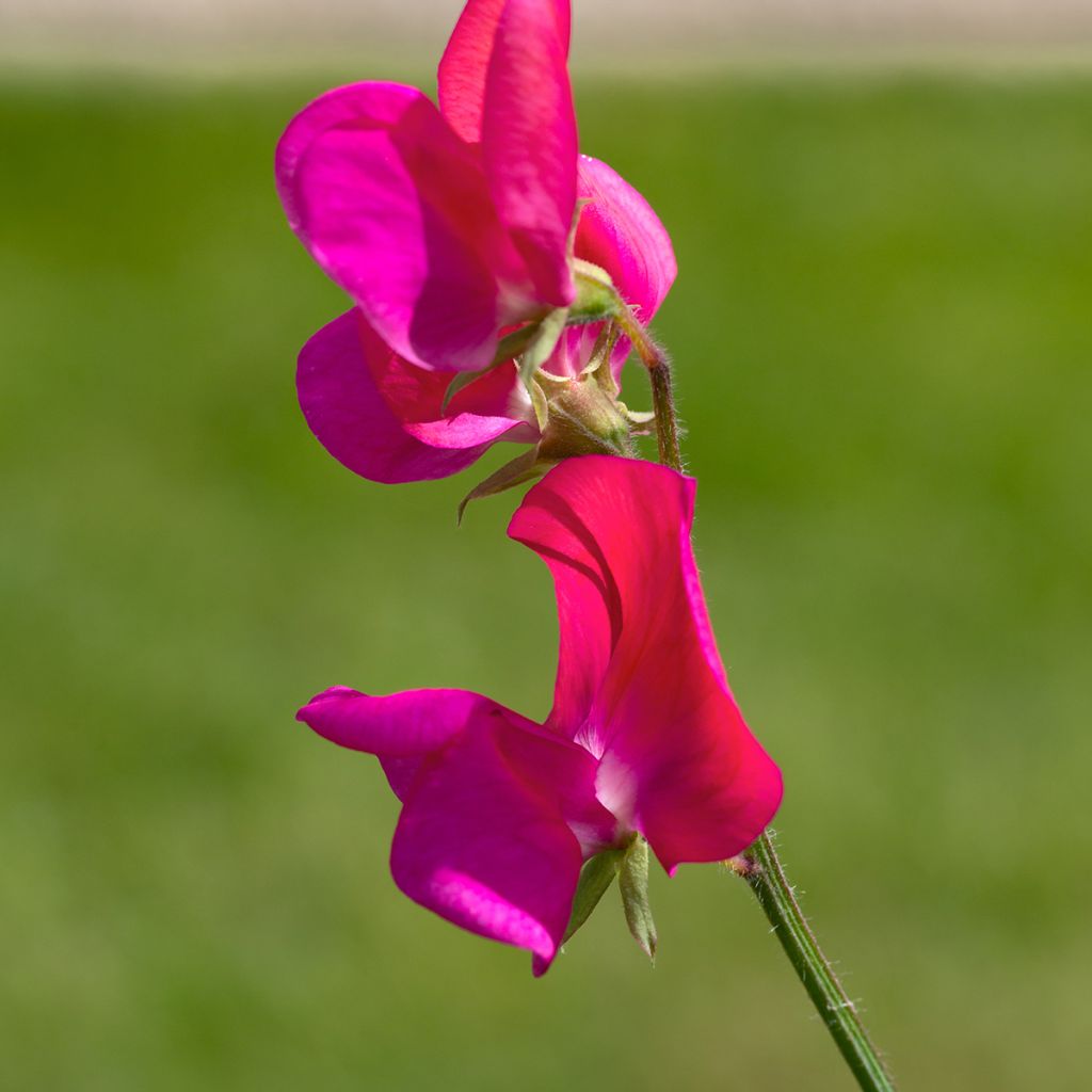 Duftwicke Miss Willmott (Samen) - Lathyrus odoratus