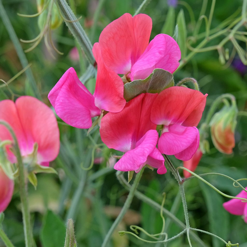 Duftwicke Miss Willmott (Samen) - Lathyrus odoratus
